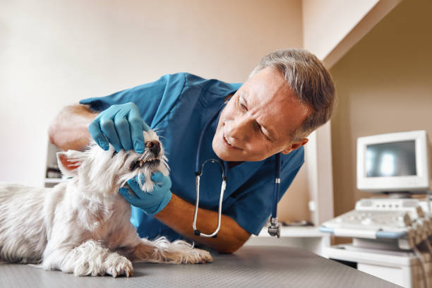 Best Same-Day Emergency Dental Services in Venersborg, WA